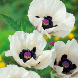 Papaver, Poppy Royal Wedding - didelė pakuotė! - 10 vnt.