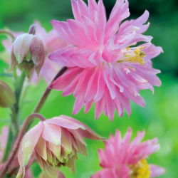 Aquilegia, Columbine, Granny's Bonnet Pink Barlow - veliko pakiranje! - 10 kom