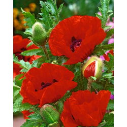 Rytietiškos aguonos - Papaver orientale - didelė pakuotė! - 10 vnt.