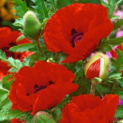Rytietiškos aguonos - Papaver orientale - didelė pakuotė! - 10 vnt.
