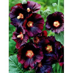 Alcea, Stokroser Nigra - stor pakke! - 10 stk