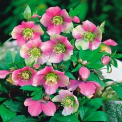 Helleborus, Hellebores Orientalis - pachet mare! - 10 buc.