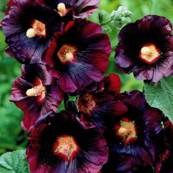 Alcea, Stokroser Nigra - stor pakke! - 10 stk