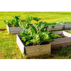 Rheum, Rhubarb Goliath - голяма опаковка! - 10 бр - 
