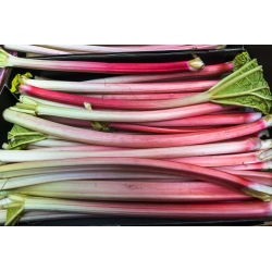 Rheum, Rhubarb Goliath - голяма опаковка! - 10 бр - 