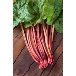 Rheum, Rhubarb Red Champagne - голяма опаковка! - 10 бр.