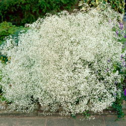 Baltziedu mazuļa elpa - Gypsophila - sakņu komplekts - lielais iepakojums! - 10 gab.