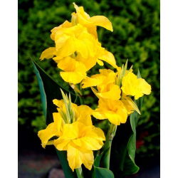 Canna lily - Richard Wallace - grand paquet ! - 10 pieces