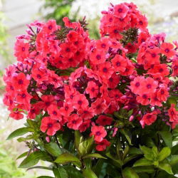 Trädgårdsflox (Phlox paniculata) "Tequila Sunrise" - stort paket! - 10 st - 