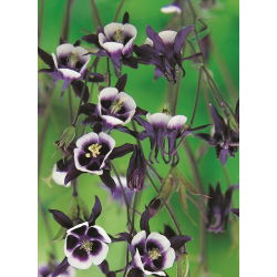 European columbine - William Guiness - crni; obična kolumba, bakina noćna kapa, bakina kapa - XL pakiranje - 50 kom