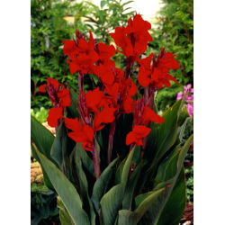 Canna Brillant - grand paquet ! - 10 pieces