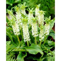 Eucomis Autumnalis - 2 lampu