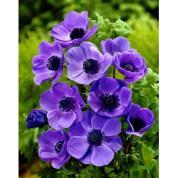 Anemone Mr Fokker - pachet XXXL 400 buc.