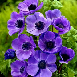 Anemone Mr Fokker - pachet XXXL 400 buc.
