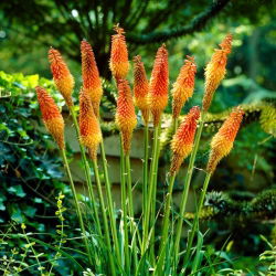 Kniphofia, Red Hot Poker, Tritoma Uvaria - XL iepakojums - 50 gab.