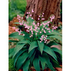 Convallaria Rosea - XL pakiranje - 50 kos