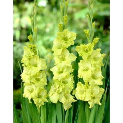 Gladiolus Green Star - 5 bebawang