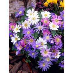 Anemonă balcanică - amestec de varietăți de culori - pachet XXXL! - 400 buc.; Floarea vântului grec, floarea vântului de iarnă