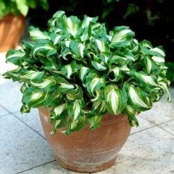 Hosta, Plantain Lily Mediovariegata - iso paketti! - 10 kpl