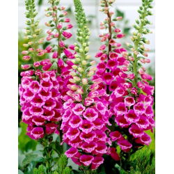 Digitalis, Foxglove Camelot Rose - lukovica / gomolj / korijen