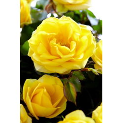 Strauchrose - Gelb - Topfkeimling - 