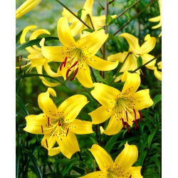 Lilium, Lily Yellow Tiger - bebawang / umbi / akar - Lilium Yellow Tiger