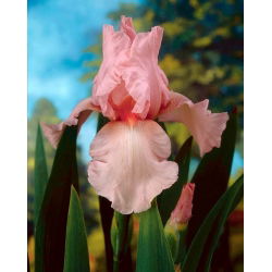 Iris germanica Pink - bebawang / umbi / akar