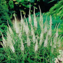 Veronica, Speedwell White -  large package! - 10 pcs