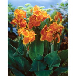 Canna Carnaval - pacote grande! - 10 pcs.
