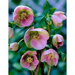 Helleborus, Hellebores Orientalis - bulb / tuber / rădăcină - Helleborus orientalis