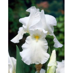 Iris germanica Blanc - Pack XL - 50 pcs