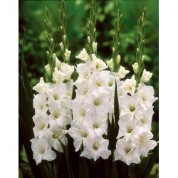 Gladiolus Putih XXL - 5 bebawang