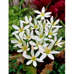 Zephyranthes Candida - pakke med 10 stk