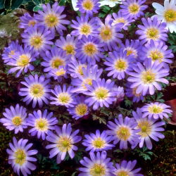 Anemone Charmer - pachet XXXL - 400 buc.
