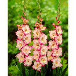Glayöl Priscilla - 5 ampul - Gladiolus