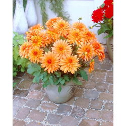 Dahlia Autumn Fairy