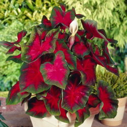 Caladium - Cardinal - rózsaszín-zöld; elefántfül, Jézus szíve, angyalszárnyak - nagy csomag! - 10 db.