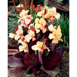 Canna - Anjo Martin; Canna lily - pacote grande! - 10 pcs.
