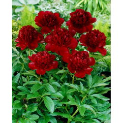 Peony, Paeonia - Red Charm - seedling - 