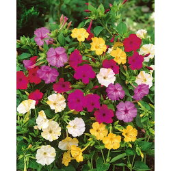Marvel of Peru - Mirabilis Jalapa - fargevalg - frøplante; fire kløver - XL pakke - 50 stk