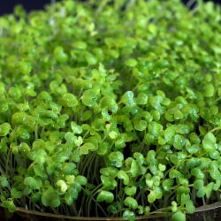 Sprouting seeds with a small sprouter - White mustard