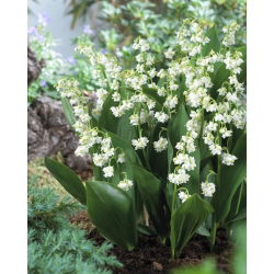 Šmarnica, dvocvetna (Convallaria majalis Prolificans); Majski zvončki, Gospine solze, Marijine solze - XL pakiranje - 50 kom - 
