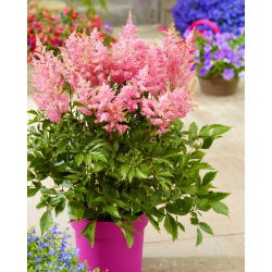 Astilbe "Darwin's Dream" - light pink; false spirea -  large package! - 10 pcs