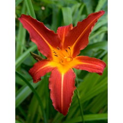 Daylily "Autumn Red" - 