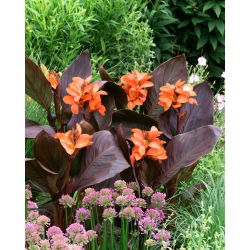 Canna lily - Happy Wilma - pacote grande! - 10 pcs.