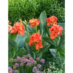 Canna-Lilie - Happy Cleo - XL-Packung - 50 Stk - 