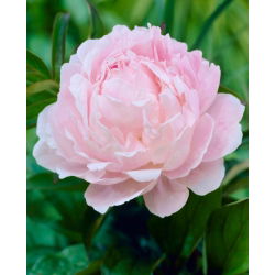 Lys rosa peon - frøplante