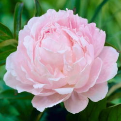 Lys rosa peon - frøplante