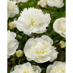 Duchesse de Nemours bazsarózsa - palánták - nagy csomag! - 10 db - 