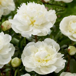 Duchesse de Nemours peon - frøplante - 